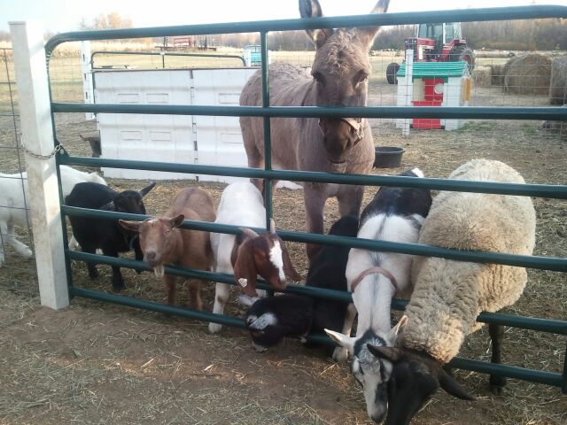 Goats and Donkey Near Jackson Wisconsin