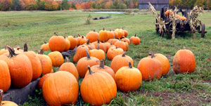 Pumpkin Patch Cedarburg