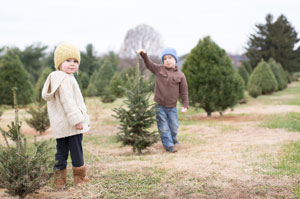 Christmas Tree Farm Near Milwaukee