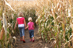Corn Maze Ozaukee County