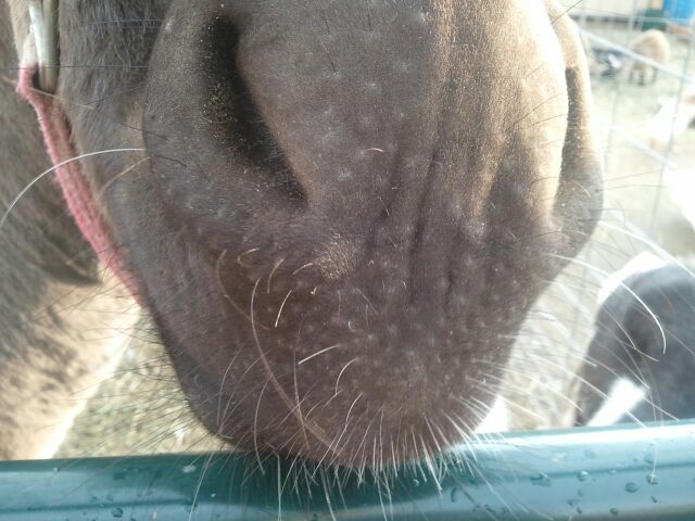 Cedarburg Petting Zoo