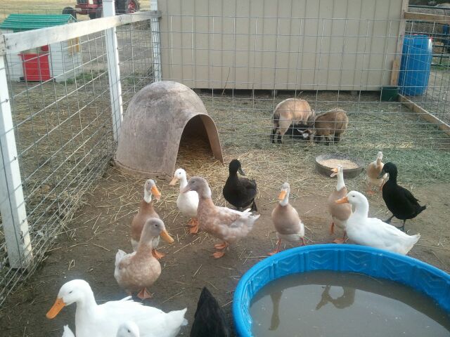 Petting Zoo in Ozaukee County