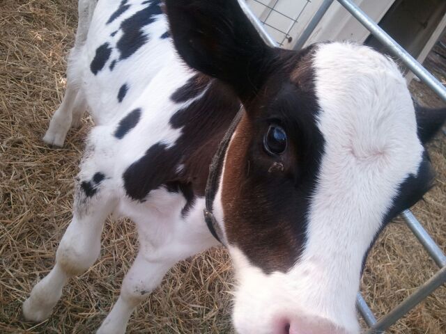 Baby Calf at Cedarburg Petting Zoo