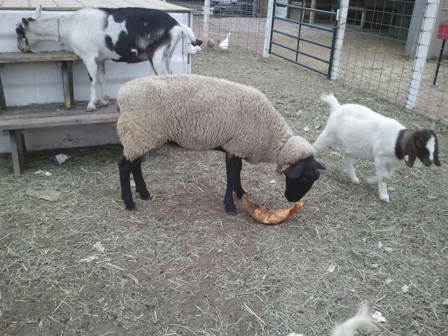 Sheep and Goats at Cedarburg Petting Zoo