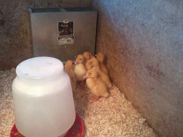 Ducklings at Petting Zoo Near Jackson