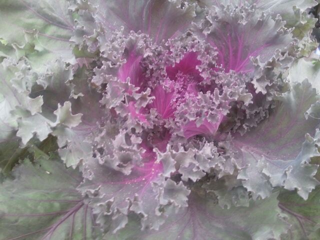 Cedarburg Farm Fall Plants