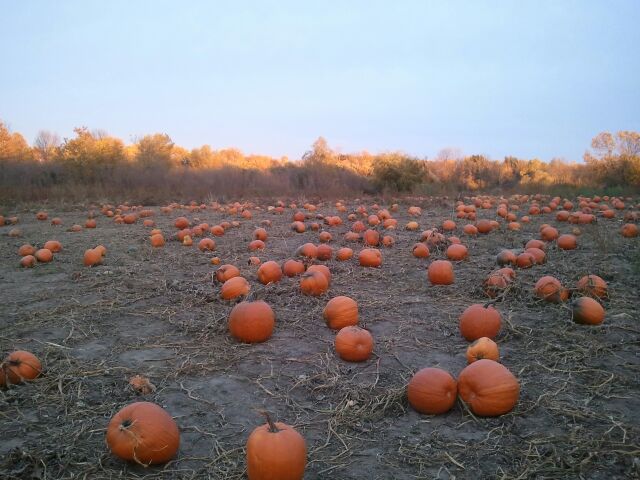 Pumpkin Patch