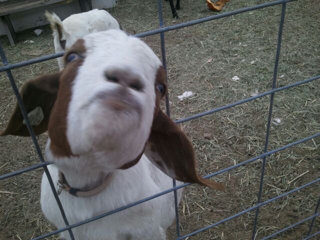 Petting Zoo Field Trip in Ozaukee