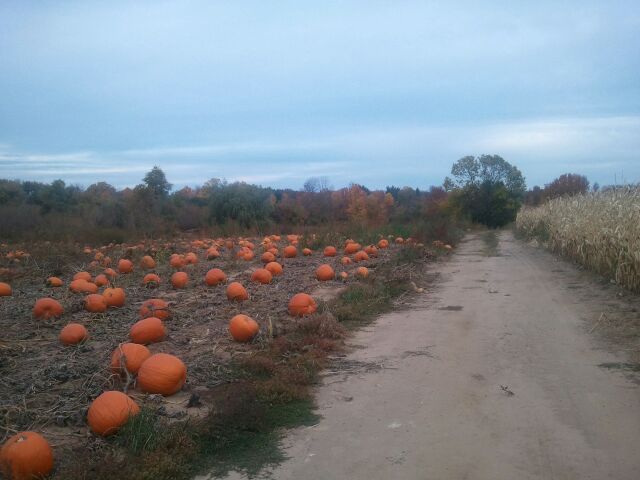 Pumpkin Patch Near Jackson Wisconsin