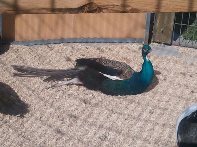 Petting Zoo with Peacock Display