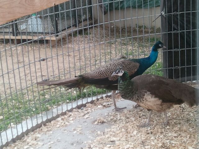 Ozaukee County Peacocks