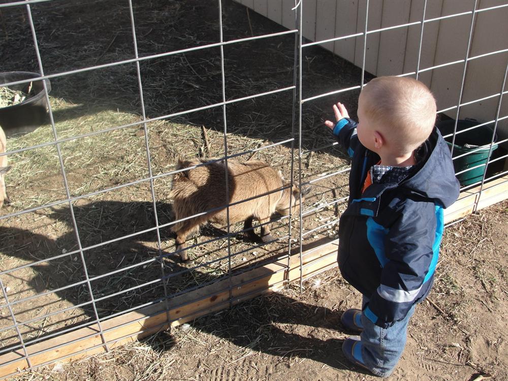 Baby Meeting Goat
