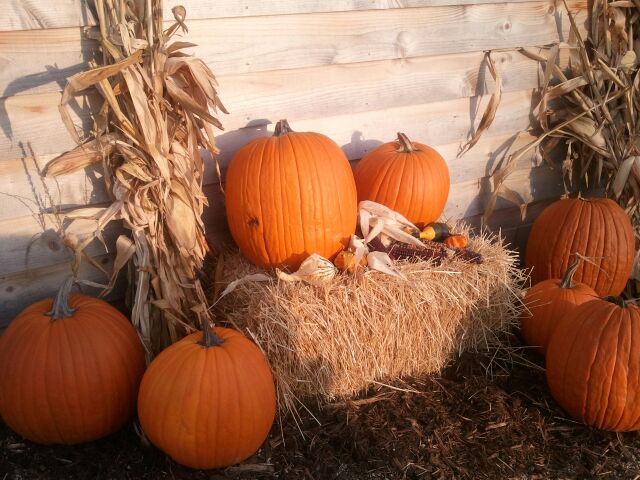 Pumpkin and Hay Bale Decorations Ozaukee County