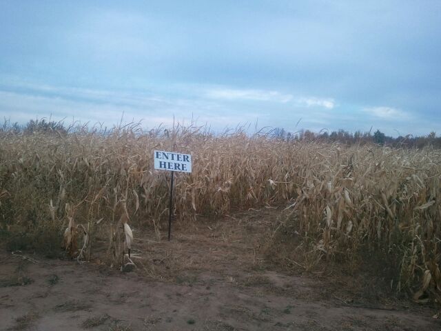 Jackson Corn Maze