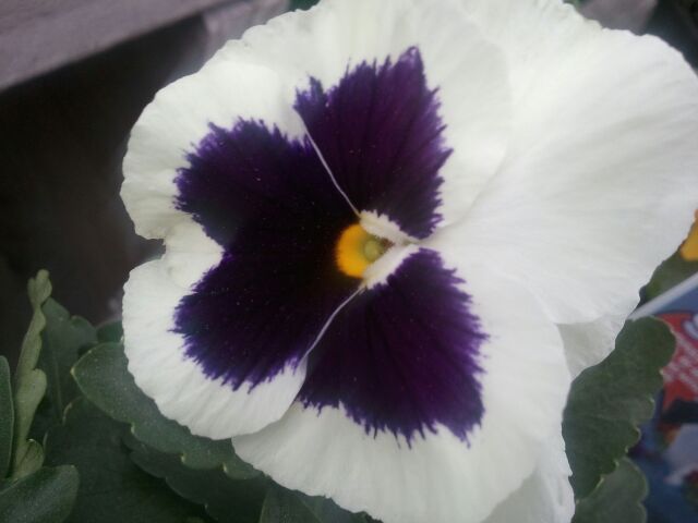 Purple and White Flowers for Sale Cedarburg