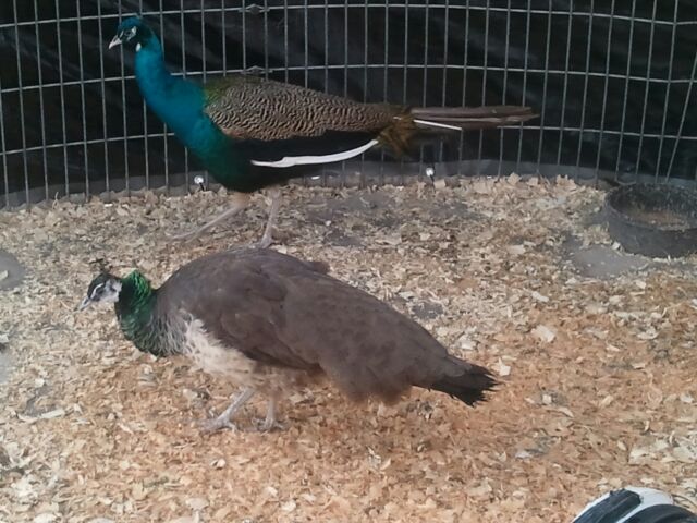 Peacocks at Cedarburg Petting Zoo