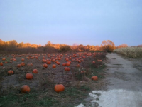 Pumpkin Picking Jackson, WI