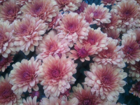 Pink Flowers Cedarburg