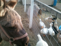 Donkeys and Ducks at Cedarburg Petting Zoo