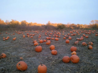 Pumpkin Patch