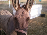 Donkey at Free Cedarburg Petting Zoo