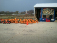 Pumpkins for Sale Ozaukee County