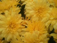 Yellow Flowers Cedarburg Farm