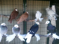 Eight Pigeons in Ozaukee County Petting Zoo