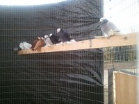 Petting Zoo Birds on Display Cedarburg