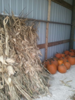 Corn Stalks and Pumpkins Ozaukee County