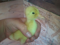 Cedarburg Petting Zoo Duckling