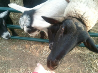 Friendly Sheep at Cedarburg Petting Zoo