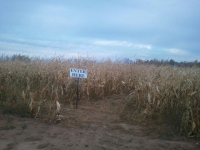 Jackson Corn Maze