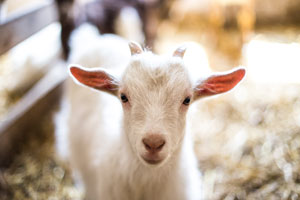 Free Petting Zoo Cedarburg