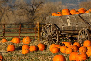 Pick Your Own Pumpkins in Cedarburg